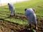 Cuidados culturais em leguminosas (fava) para futura adubação verde